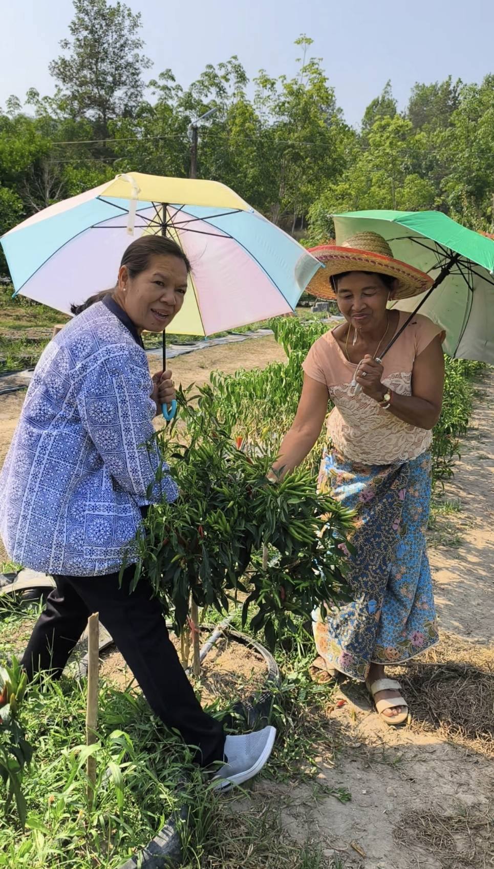 [690423] ศพช.ยะลา เตรียมขับเคลื่อน “รถพุ่มพวง พ.ช.” นำร่อง 7 จังหวัดภาคใต้ ลดค่าครองชีพประชาชน